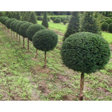 Тис ягідний ТОПІАР Куля (штамб) | Taxus Baccata Topiar Ball (shtamb) | English Yew Topiary Ball (stam)