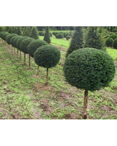Тис ягідний ТОПІАР Куля (штамб) | Taxus Baccata Topiar Ball (shtamb) | English Yew Topiary Ball (stam)