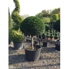 Тис ягідний ТОПІАР Куля (штамб) | Taxus Baccata Topiar Ball (shtamb) | English Yew Topiary Ball (stam)