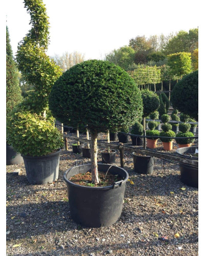 Тис ягідний ТОПІАР Куля (штамб) | Taxus Baccata Topiar Ball (shtamb) | English Yew Topiary Ball (stam)