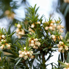 Тис ягідний ТОПІАР Куля (штамб) | Taxus Baccata Topiar Ball (shtamb) | English Yew Topiary Ball (stam)