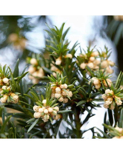 Тис ягідний ТОПІАР Куля (штамб) | Taxus Baccata Topiar Ball (shtamb) | English Yew Topiary Ball (stam)