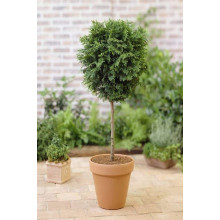 Туя складчаста Гельдерланд (штамб) | Thuja plicata Gelderland (штамб) | Туя складчатая Гельдерланд (shtamb)