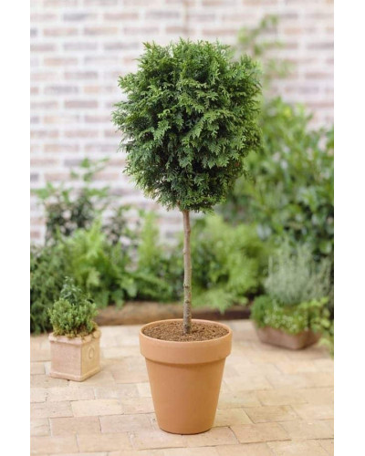 Туя складчаста Гельдерланд (штамб) | Thuja plicata Gelderland (штамб) | Туя складчатая Гельдерланд (shtamb)