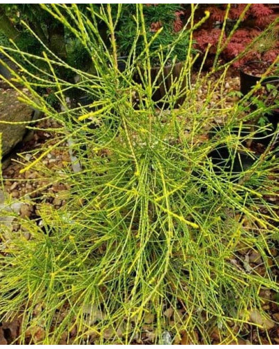Туя східна Френкі Бой | Туя восточная Фрэнки Бой | Platycladus orientalis ’Franky Boy’