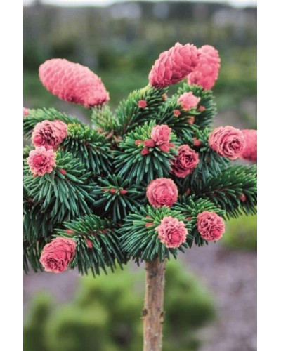 Ялина звичайна / європейська Медуза на штамбі | Picea abies Medusa on shtambe | Ель обыкновенная / европейская Медуза на штамбе