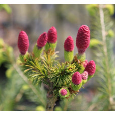 Ялина звичайна / європейська Медуза на штамбі | Picea abies Medusa on shtambe | Ель обыкновенная / европейская Медуза на штамбе