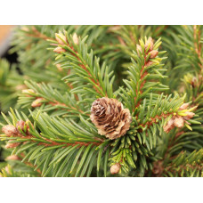 Ялина звичайна / європейська Медуза на штамбі | Picea abies Medusa on shtambe | Ель обыкновенная / европейская Медуза на штамбе