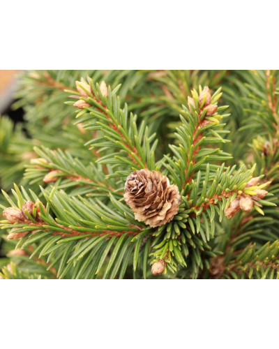 Ялина звичайна / європейська Медуза на штамбі | Picea abies Medusa on shtambe | Ель обыкновенная / европейская Медуза на штамбе