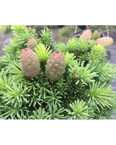 Ялина звичайна / європейська Медуза на штамбі | Picea abies Medusa on shtambe | Ель обыкновенная / европейская Медуза на штамбе