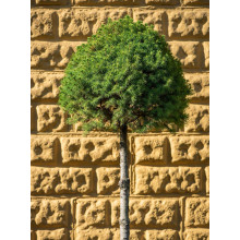 Ялина канадська Коніка на штамбі | Picea glauca Conica on the trunk | Ель канадская Коника на штамбе