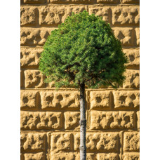 Ялина канадська Коніка на штамбі | Picea glauca Conica on the trunk | Ель канадская Коника на штамбе
