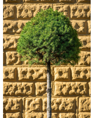 Ялина канадська Коніка на штамбі | Picea glauca Conica on the trunk | Ель канадская Коника на штамбе