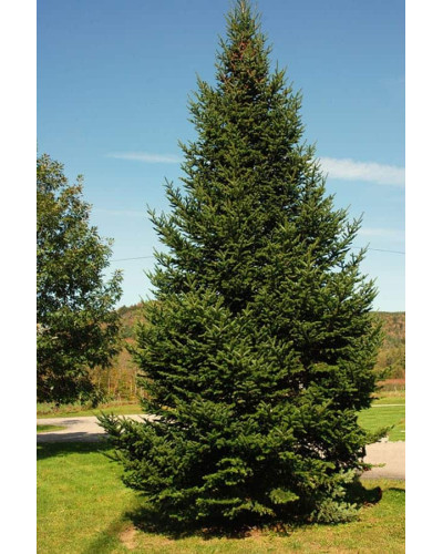 Ялиця бальзамічна | Пихта бальзамическая | Abies balsamea
