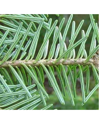 Ялиця бальзамічна | Пихта бальзамическая | Abies balsamea