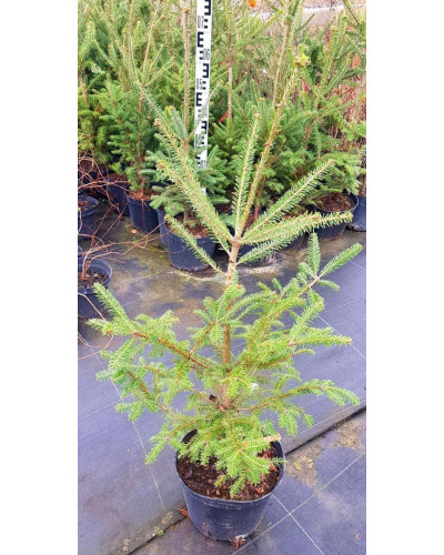 Ялиця бальзамічна | Пихта бальзамическая | Abies balsamea