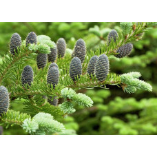 Ялиця бальзамічна | Пихта бальзамическая | Abies balsamea