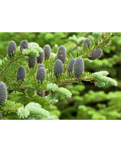 Ялиця бальзамічна | Пихта бальзамическая | Abies balsamea