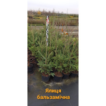 Ялиця бальзамічна | Пихта бальзамическая | Abies balsamea