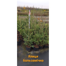 Ялиця бальзамічна | Пихта бальзамическая | Abies balsamea