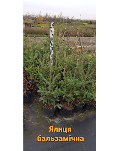 Ялиця бальзамічна | Пихта бальзамическая | Abies balsamea