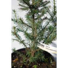 Ялиця бальзамічна | Пихта бальзамическая | Abies balsamea