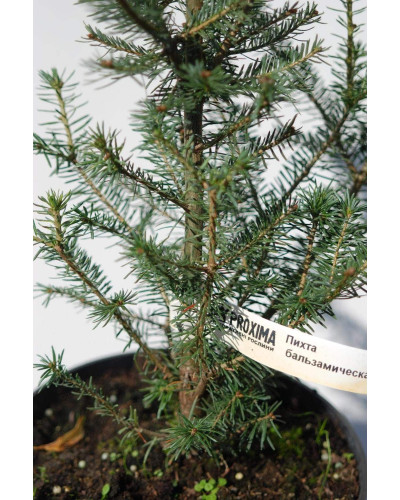 Ялиця бальзамічна | Пихта бальзамическая | Abies balsamea