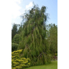 Кипарисовик Лавсона Імбріката Пендула | Chamaecyparis lawsoniana Imbricata | Pendula Кипарисовик Лавсона Имбриката Пендула