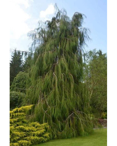 Кипарисовик Лавсона Імбріката Пендула | Chamaecyparis lawsoniana Imbricata | Pendula Кипарисовик Лавсона Имбриката Пендула