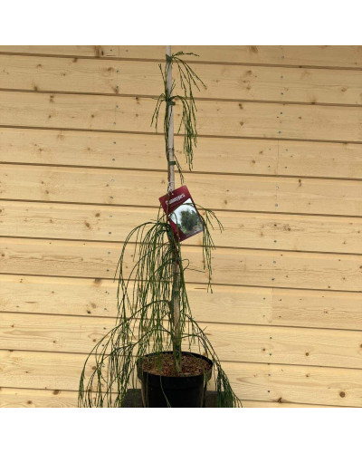 Кипарисовик Лавсона Імбріката Пендула | Chamaecyparis lawsoniana Imbricata | Pendula Кипарисовик Лавсона Имбриката Пендула