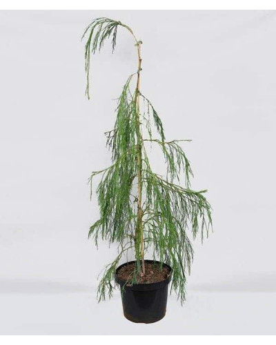 Кипарисовик Лавсона Імбріката Пендула | Chamaecyparis lawsoniana Imbricata | Pendula Кипарисовик Лавсона Имбриката Пендула