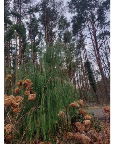 Кипарисовик Лавсона Імбріката Пендула | Chamaecyparis lawsoniana Imbricata | Pendula Кипарисовик Лавсона Имбриката Пендула