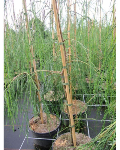 Кипарисовик Лавсона Імбріката Пендула | Chamaecyparis lawsoniana Imbricata | Pendula Кипарисовик Лавсона Имбриката Пендула