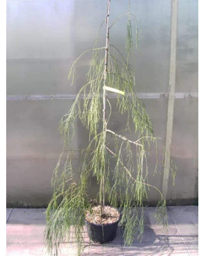 Кипарисовик Лавсона Імбріката Пендула | Chamaecyparis lawsoniana Imbricata | Pendula Кипарисовик Лавсона Имбриката Пендула