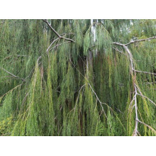 Кипарисовик Лавсона Імбріката Пендула | Chamaecyparis lawsoniana Imbricata | Pendula Кипарисовик Лавсона Имбриката Пендула