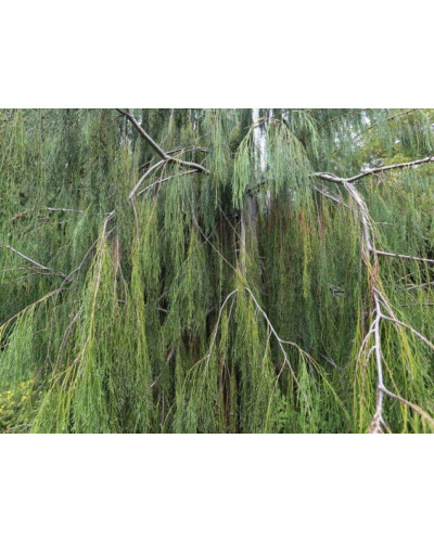Кипарисовик Лавсона Імбріката Пендула | Chamaecyparis lawsoniana Imbricata | Pendula Кипарисовик Лавсона Имбриката Пендула