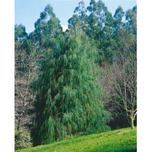 Кипарисовик Лавсона Імбріката Пендула | Chamaecyparis lawsoniana Imbricata | Pendula Кипарисовик Лавсона Имбриката Пендула
