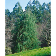 Кипарисовик Лавсона Імбріката Пендула | Chamaecyparis lawsoniana Imbricata | Pendula Кипарисовик Лавсона Имбриката Пендула