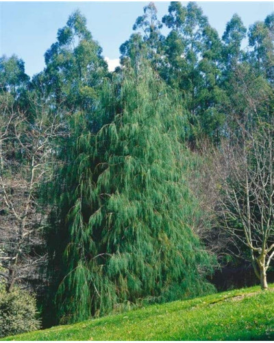 Кипарисовик Лавсона Імбріката Пендула | Chamaecyparis lawsoniana Imbricata | Pendula Кипарисовик Лавсона Имбриката Пендула