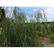 Кипарисовик Лавсона Імбріката Пендула | Chamaecyparis lawsoniana Imbricata | Pendula Кипарисовик Лавсона Имбриката Пендула