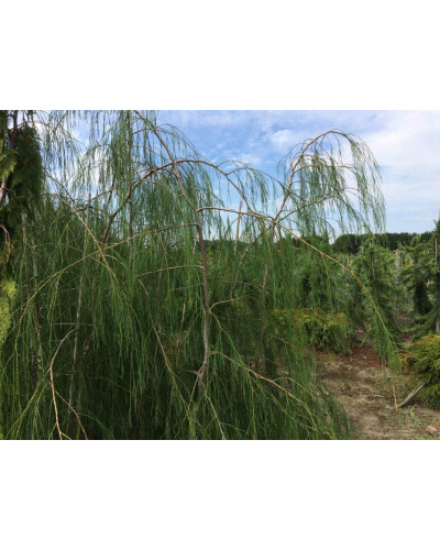 Кипарисовик Лавсона Імбріката Пендула | Chamaecyparis lawsoniana Imbricata | Pendula Кипарисовик Лавсона Имбриката Пендула