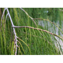 Кипарисовик Лавсона Імбріката Пендула | Chamaecyparis lawsoniana Imbricata | Pendula Кипарисовик Лавсона Имбриката Пендула