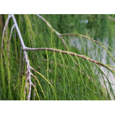 Кипарисовик Лавсона Імбріката Пендула | Chamaecyparis lawsoniana Imbricata | Pendula Кипарисовик Лавсона Имбриката Пендула