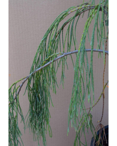 Кипарисовик Лавсона Імбріката Пендула | Chamaecyparis lawsoniana Imbricata | Pendula Кипарисовик Лавсона Имбриката Пендула