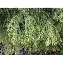 Кипарисовик Лавсона Імбріката Пендула | Chamaecyparis lawsoniana Imbricata | Pendula Кипарисовик Лавсона Имбриката Пендула