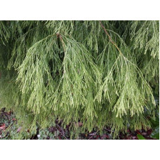 Кипарисовик Лавсона Імбріката Пендула | Chamaecyparis lawsoniana Imbricata | Pendula Кипарисовик Лавсона Имбриката Пендула