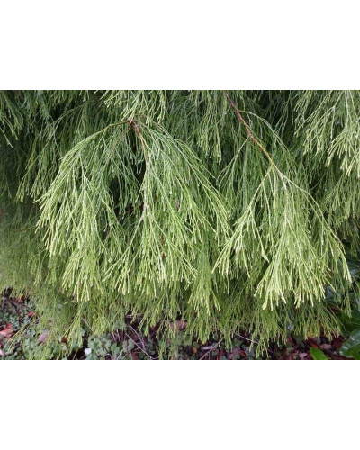 Кипарисовик Лавсона Імбріката Пендула | Chamaecyparis lawsoniana Imbricata | Pendula Кипарисовик Лавсона Имбриката Пендула