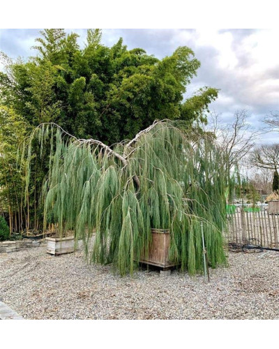 Кипарисовик Лавсона Імбріката Пендула | Chamaecyparis lawsoniana Imbricata | Pendula Кипарисовик Лавсона Имбриката Пендула