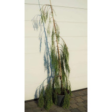 Кипарисовик Лавсона Імбріката Пендула | Chamaecyparis lawsoniana Imbricata | Pendula Кипарисовик Лавсона Имбриката Пендула