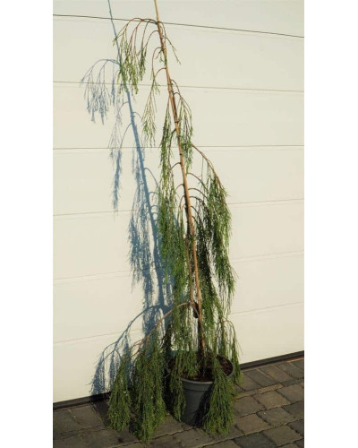 Кипарисовик Лавсона Імбріката Пендула | Chamaecyparis lawsoniana Imbricata | Pendula Кипарисовик Лавсона Имбриката Пендула